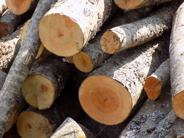 istock Pile of logs as a background 1161732509