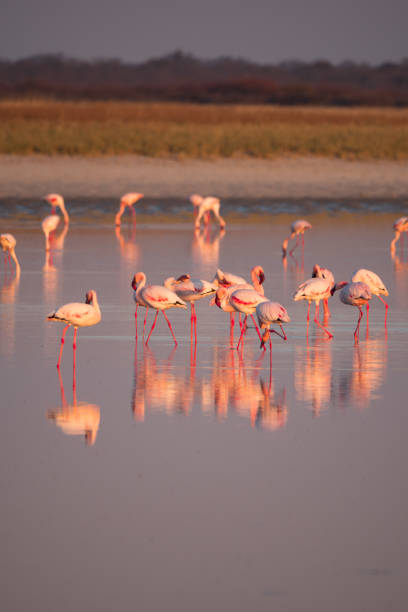 istock Flamingos in Makgadikgadi Pans, Botswana 1161732588