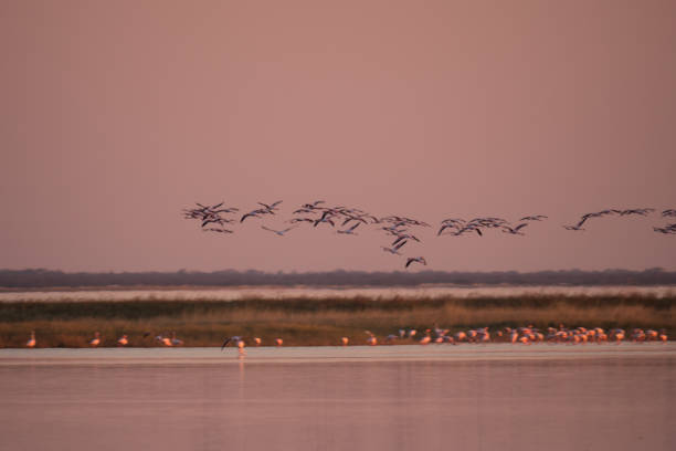 istock Flamingos in Makgadikgadi Pans, Botswana 1161733230