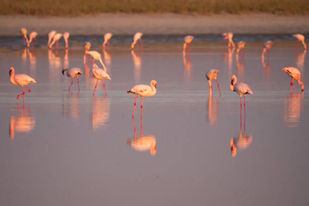 istock Flamingos in Makgadikgadi Pans, Botswana 1161733234