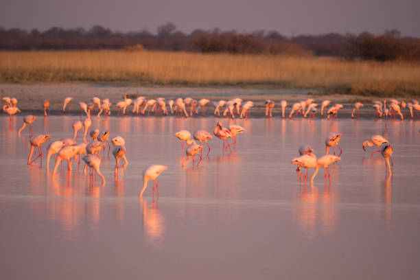 istock Flamingos in Makgadikgadi Pans, Botswana 1161733356