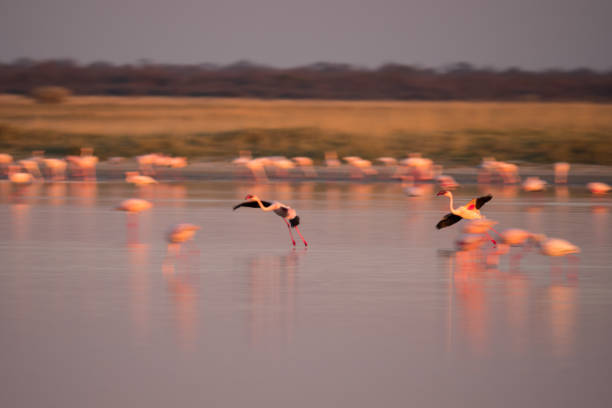 istock Flamingos in Makgadikgadi Pans, Botswana 1161733360