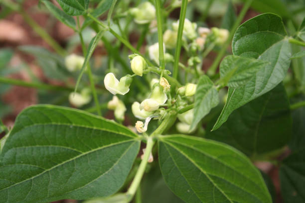 istock French bean plant with pale yellow flowers. 1161733417