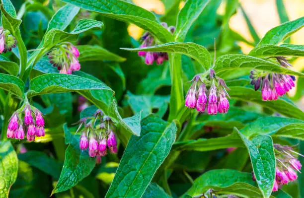 Photo of closeup of a common comfrey plant, wild flowering plant from Europe, Nature background