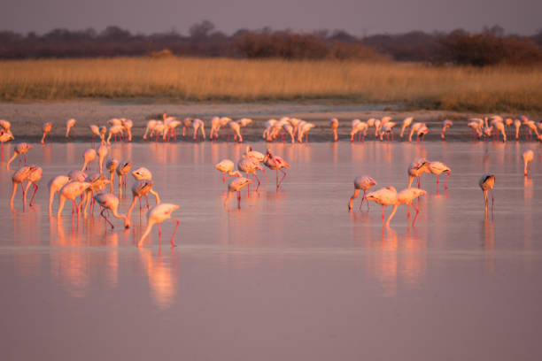 istock Flamingos in Makgadikgadi Pans, Botswana 1161733641