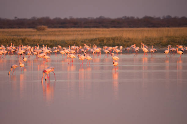 istock Flamingos in Makgadikgadi Pans, Botswana 1161733700