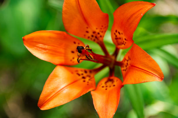 beautiful orange lily blossom