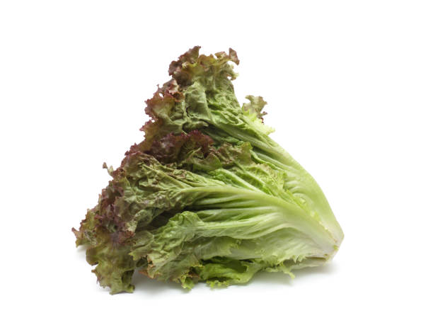 japanese-lettuce-named-sunny-