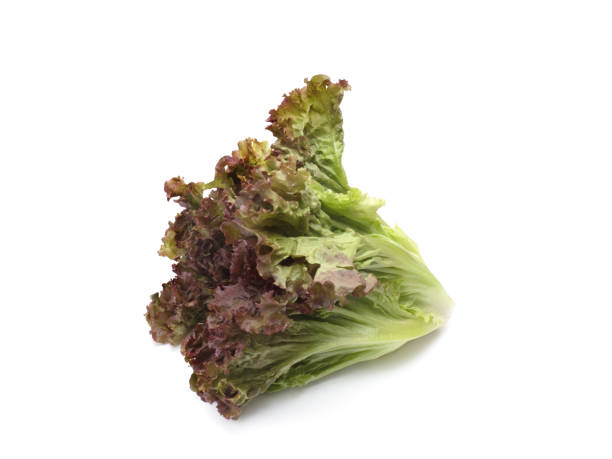 Japanese Lettuce Named Sunny Lettuce Stock Photo - Download Image