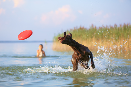 Black polish hunting dog playing close to river