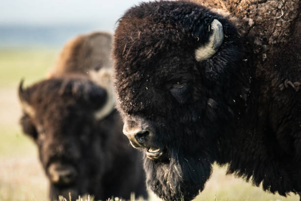 istock Bison of Grasslands National Park in Spring 1161735573