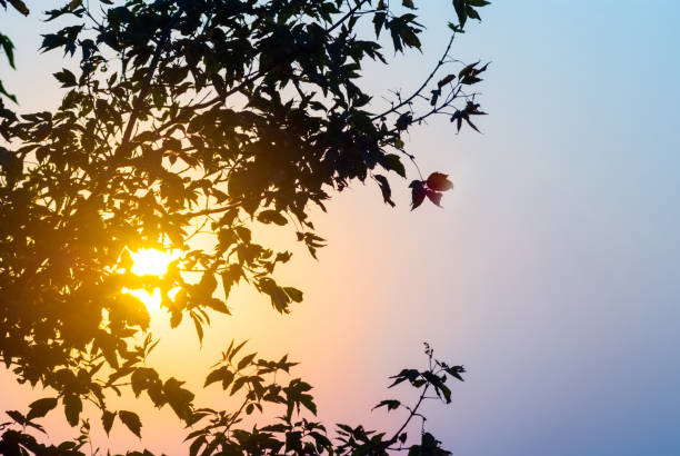 evenig sun pushing through the tree branch silhouette, pastoral sunset background