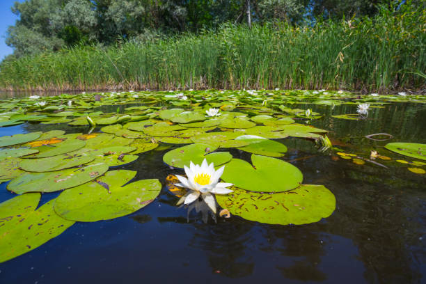 istock beautiful summer river with white water lilies 1161736336