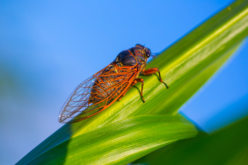 big cicada sit on the green corn leaf