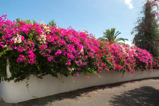 Colourful bougainvillea hedge in Puerto de la Cruz stock photo