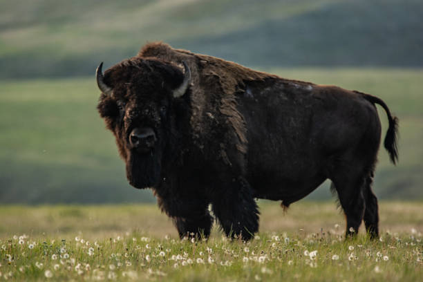 istock Bison of Grasslands National Park in Spring 1161738952