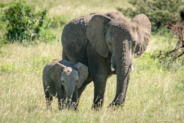 istock African bush elephant and calf stand side-by-side 1161739889