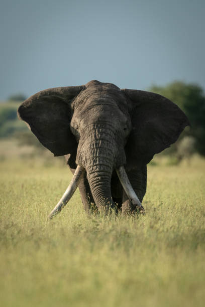istock African bush elephant stands eating long grass 1161740043