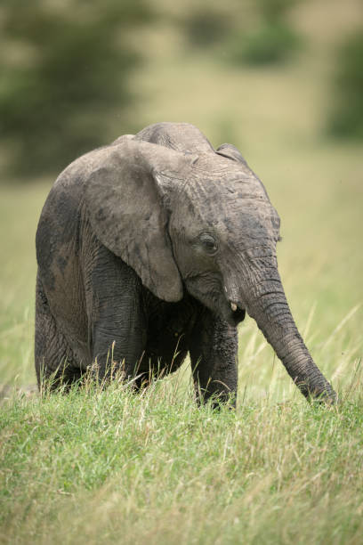 istock African bush elephant calf stands eating grass 1161740044