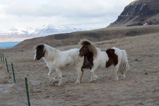istock wild iceland horses with snow 1161740138