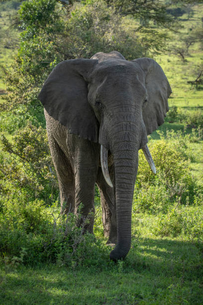 istock African bush elephant stands amongst leafy bushes 1161740214
