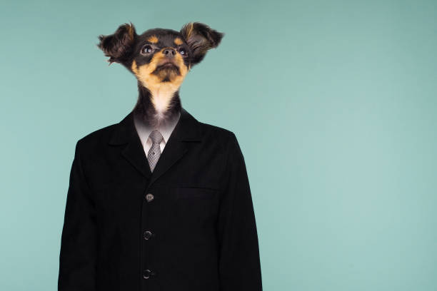 A Businessman With A Dog Head, Toy Terrier Wearing A Suite Over Isolated Background. A Businessman With A Dog Head, Toy Terrier Wearing A Suite Over Isolated Background. - image animal head man stock pictures, royalty-free photos & images