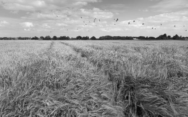 wheat field under blue summer sky in rural beverley, yorkshire, uk. - agricultural activity yorkshire wheat field imagens e fotografias de stock