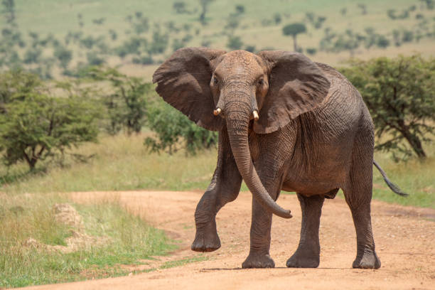 istock African elephant lifts foot while crossing track 1161741078