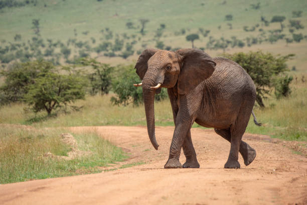 istock African elephant lifts head while crossing track 1161741136