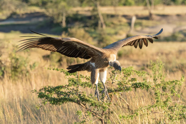 istock African white-backed vulture comes in for landing 1161741287