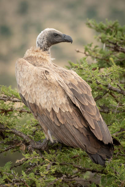 istock African white-backed vulture in tree turning head 1161741319