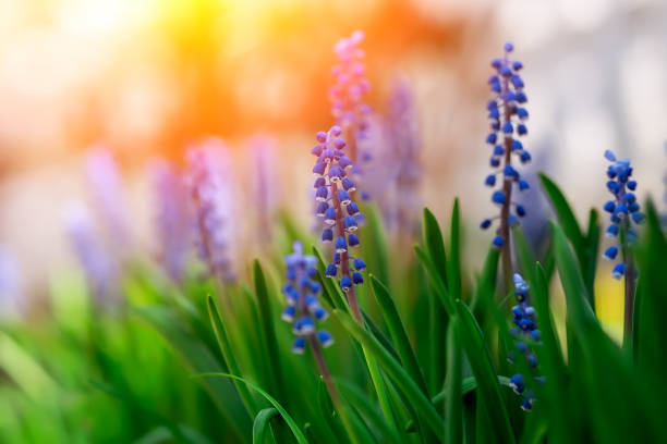 istock Blue spring flowers in the grass , Selective focus. 1161743755