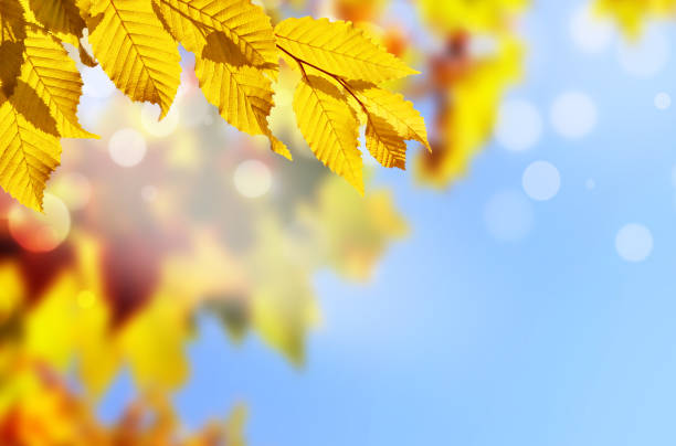 istock Autumn background. Yellow leaf in autumn park on a blurred sky background 1161743793