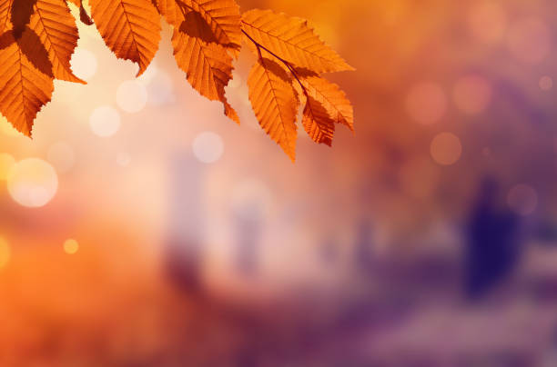 istock Autumn background. Orange leaf in autumn park on a blurred background 1161743840