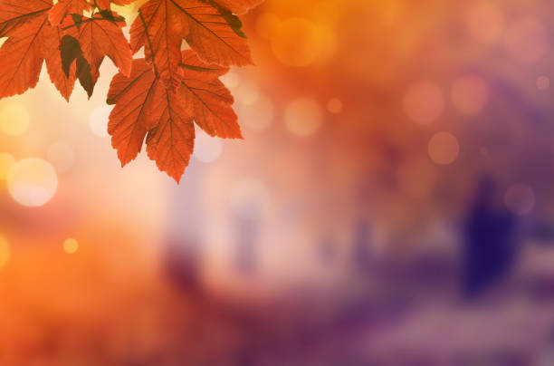 istock Autumn background. Orange leaf in autumn park on a blurred background 1161743877