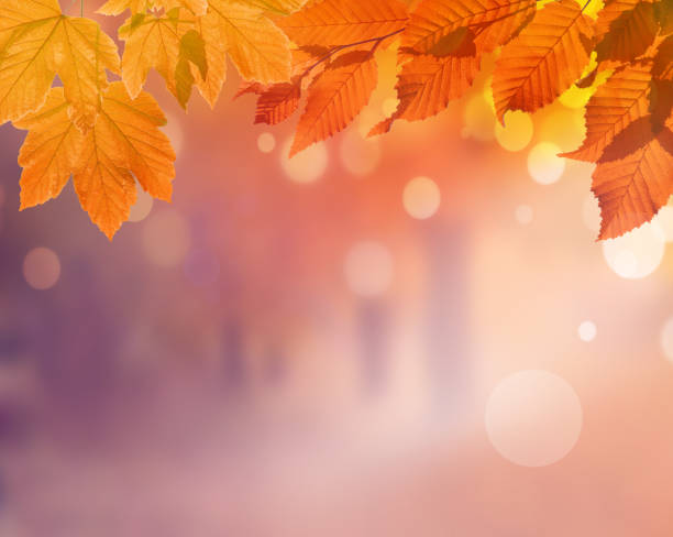 istock Autumn background. Orange leaf in autumn park on a blurred background 1161743912