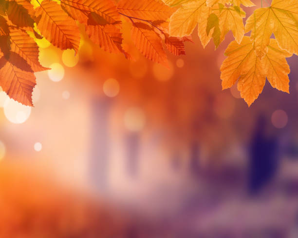 istock Autumn background. Orange leaf in autumn park on a blurred background 1161743930