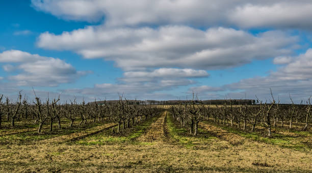 istock view of Apple orchard in spring 1161744990