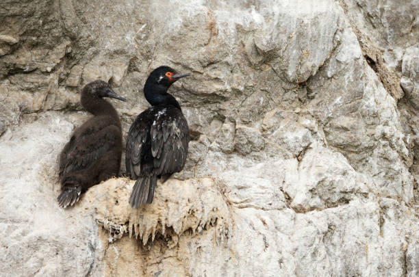 istock Rock shags nesting on the ledges of steep cliffs 1161747493