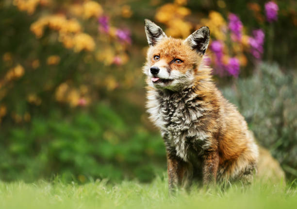 istock Close up of a red fox among flowers 1161747525