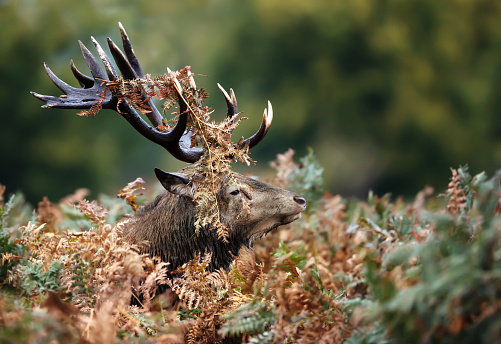 Close-up of red deer stag during a rutting season in autumn, UK.