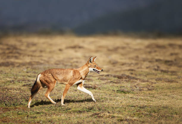 редкий и находящийся под угрозой исчезновения эфиопский волк - national park tribal стоковые фото и изображения