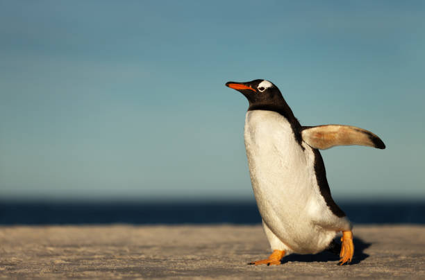istock Gentoo penguin walking on a sandy beach 1161747714
