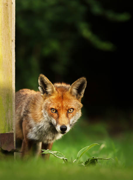 istock Close up of a red fox in a meadow 1161748603
