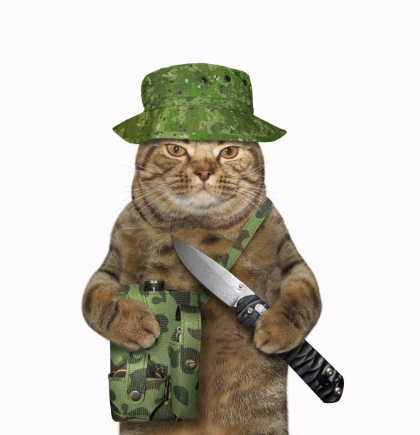 istock Cat hunter holds a jackknife 1161748697