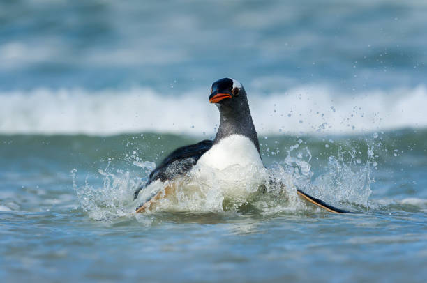 istock Close up of a diving Gentoo penguin 1161748711