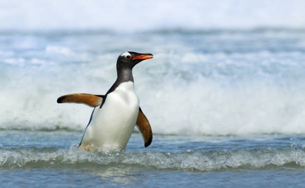 istock Gentoo penguin coming ashore from stormy waters 1161749118