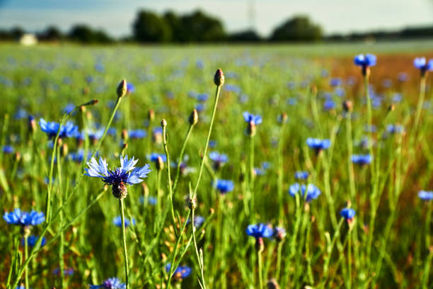 istock Blue Crambe flower in a meadow in spring 1161751244