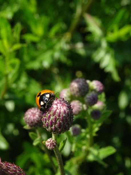 istock Orange Ladybird bug,  Coccinella magnifica,  on a wild violet flower Creeping Thistle under the warm 1161751430