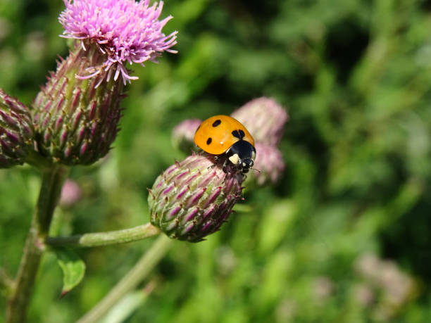 istock Orange Ladybird bug,  Coccinella magnifica,  on a wild violet flower Creeping Thistle under the warm 1161751431